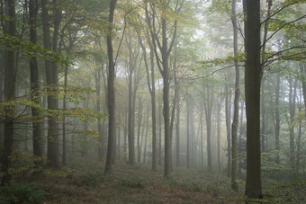 森林树干中的薄雾