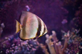 海底生物热带鱼摄影图