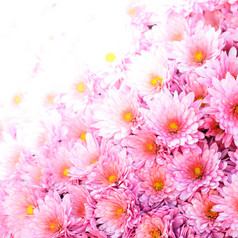 粉色雏菊菊花花卉