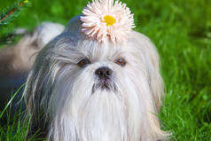 头上有花朵的小狗素材