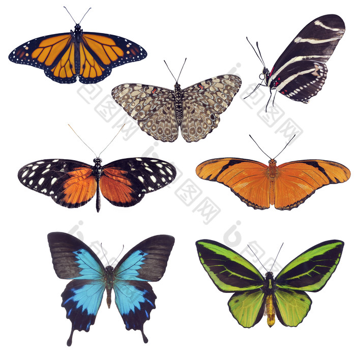 色彩斑斓的蝴蝶摄影图