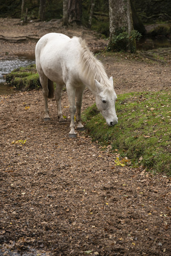 树林中的美丽白马