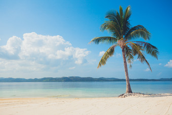 沙滩上的椰树摄影图