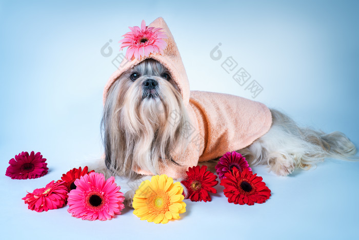 宠物狗和鲜花摄影图