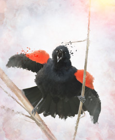 水彩展翅的黑鸟摄影图