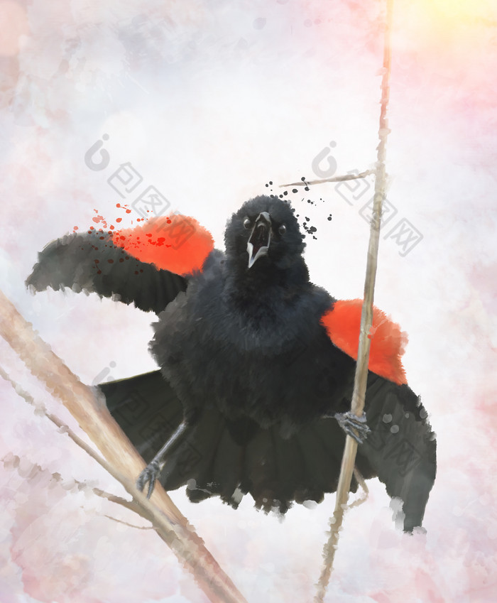水彩展翅的黑鸟摄影图