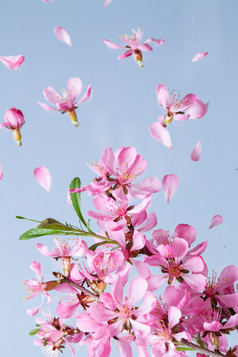 天空中飞舞的粉色花瓣