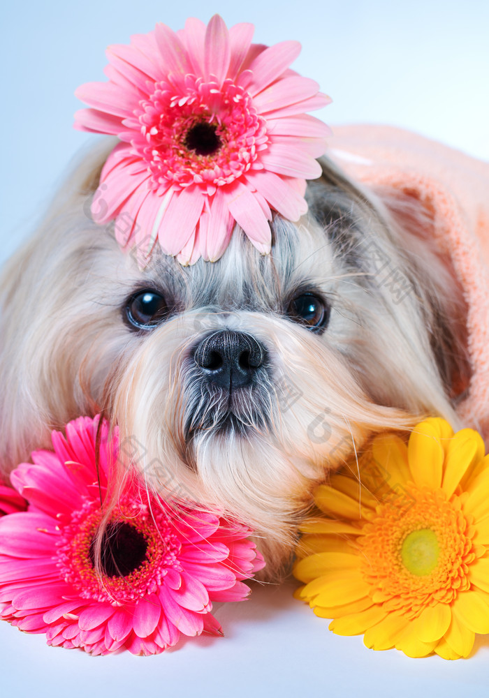 鲜花装饰的小狗摄影图