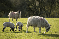 牧场草地吃草的羊群