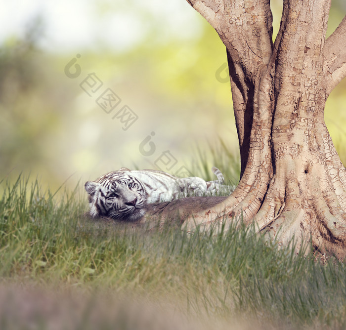 树下休息的白虎摄影图