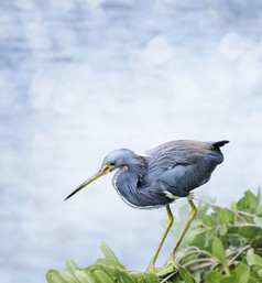 河边的蓝色小鸟摄影图