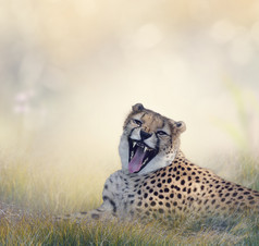嘶吼的猎豹摄影图