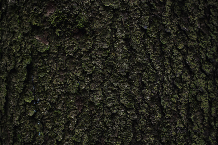 粗糙的树木纹理摄影图