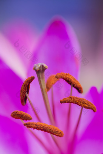 枚红色花蕊花瓣花卉