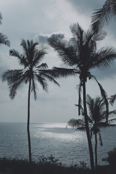 暗色调椰子树摄影图