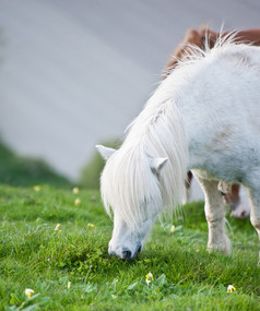 吃草的小马摄影图
