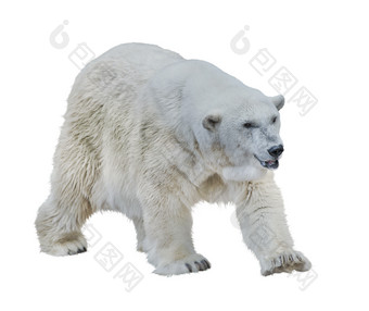 简约风北极熊摄影图