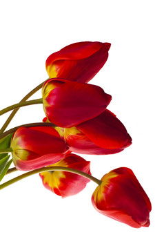 红色花朵花苞摄影图