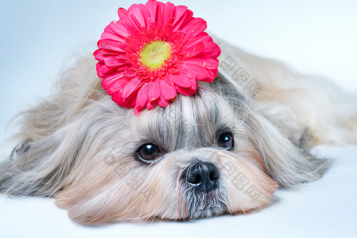 头戴鲜花的小狗摄影图