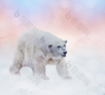 炫彩北极熊摄影图