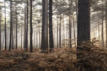 昏暗的松树林摄影图