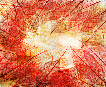 红色调抽象的叶子摄影图