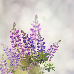 小花花枝植物摄影图