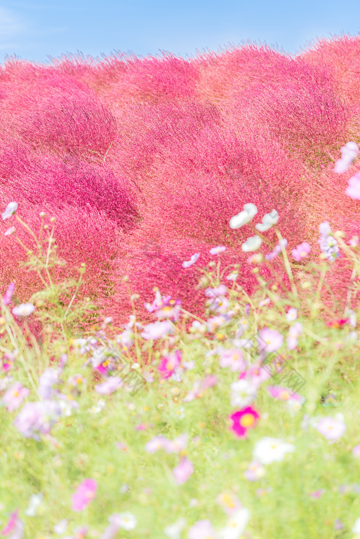 秋季植物花海摄影图