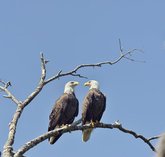 蓝色调树枝上的鹰摄影图