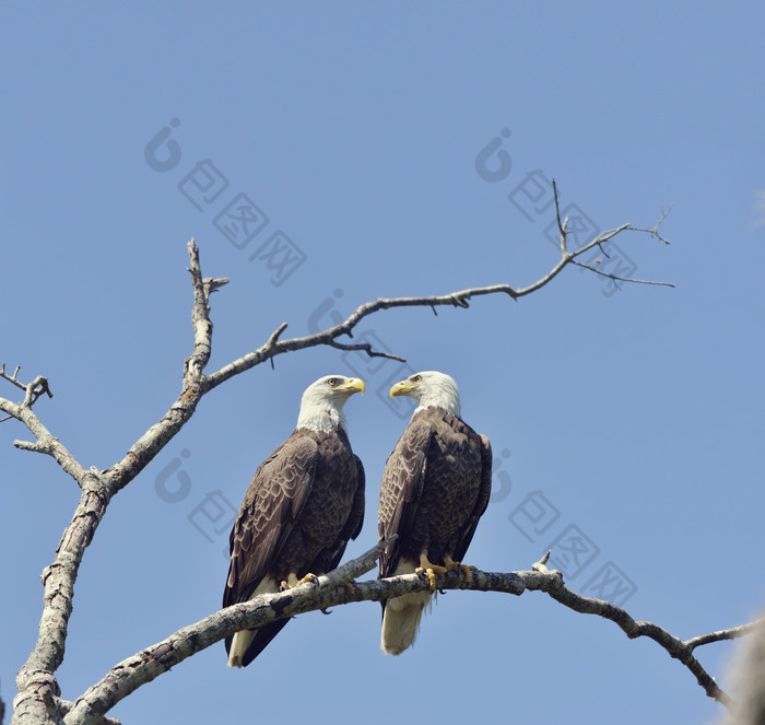 蓝色调树枝上的鹰摄影图