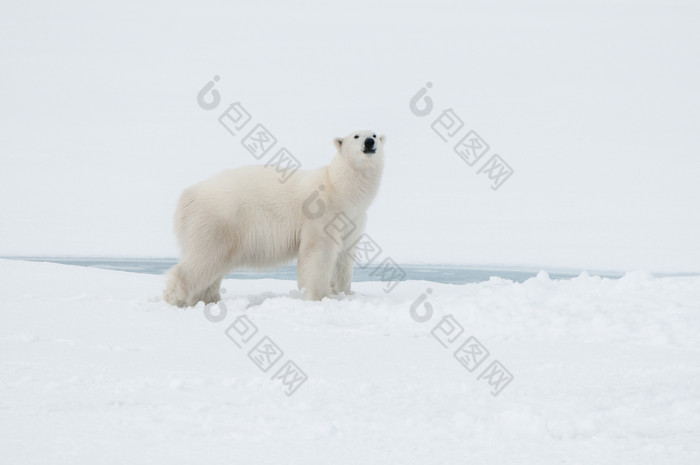 浅色调北极熊摄影图