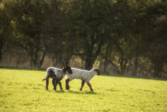 农场牧场草地上的羊