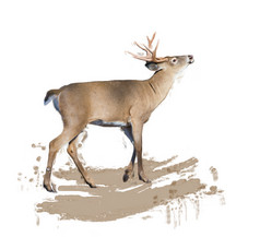 哺乳动物小鹿摄影图