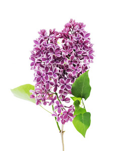 淡紫色花卉摄影图