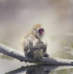 坐枯树上的猴子摄影图
