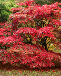 红色调漂亮树林摄影图