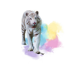 白色老虎动物摄影图