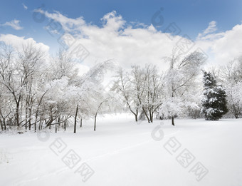 暗色冬天树林摄影图