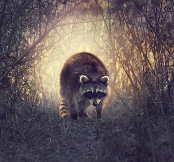 野生动物小浣熊摄影图