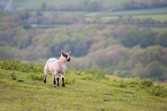 草原上可爱的小羊