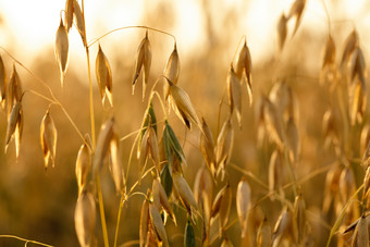 成熟的农作物燕麦摄影图