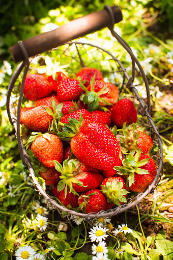 小清新采摘草莓摄影图