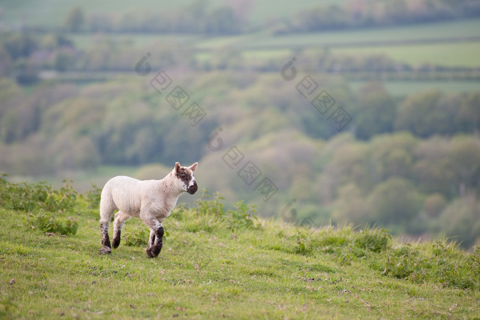 草地上可爱的小羊