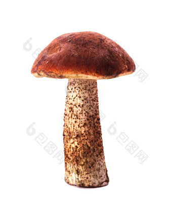 野生蘑菇菌类摄影图