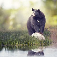 暗色调水边的熊摄影图