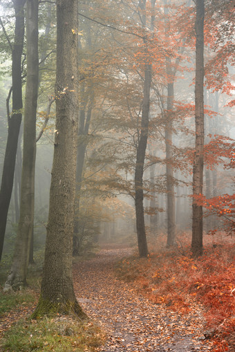 秋季的森林摄影图