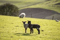 牧场绿草上的羊群