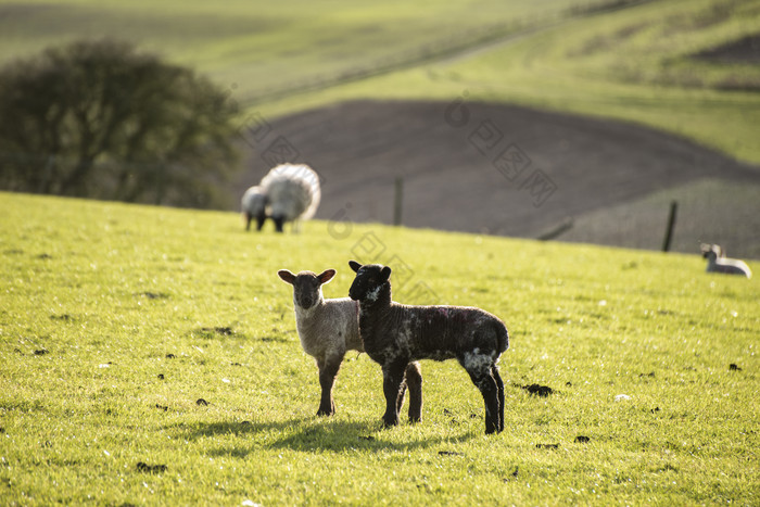 牧场绿草上的羊群