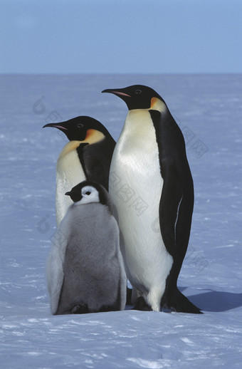 雪地上的<strong>企鹅</strong>摄影图