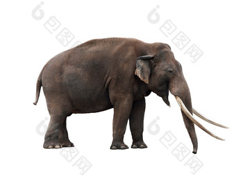 暗色调高大的大象摄影图